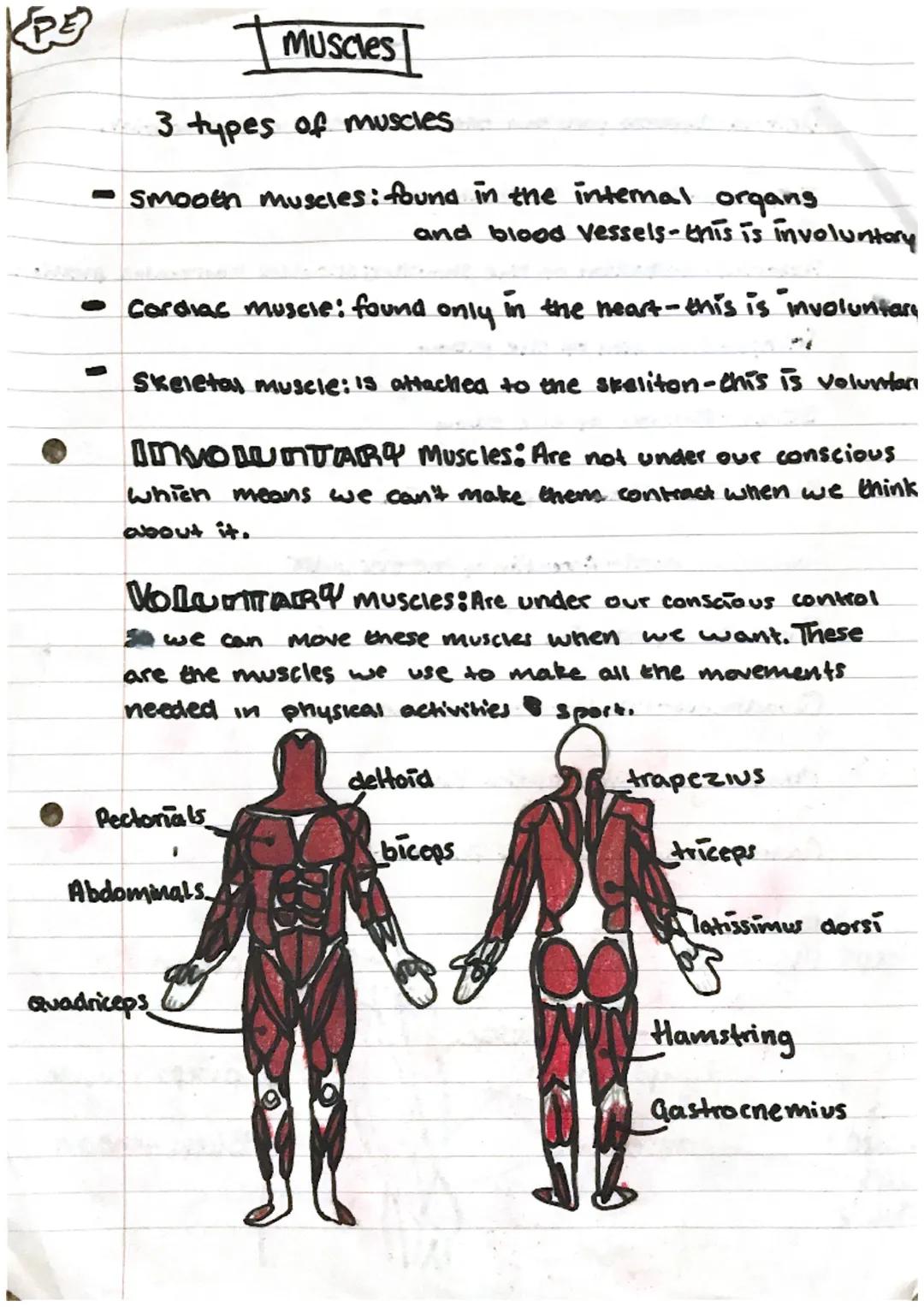 PE/Sport Science  Muscles Topic Revision Notes