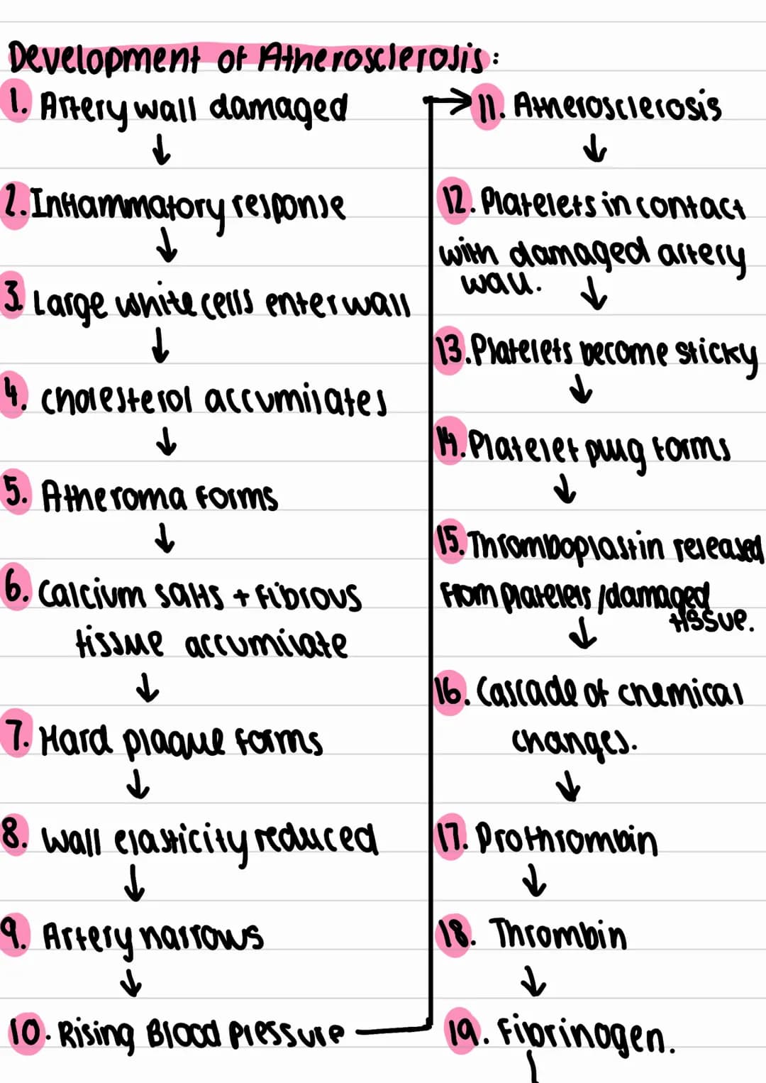 Development of Atherosclerosis:
1. Artery wall damaged
↓
2. Inflammatory response
3.
Large white cells enterwall
↓
4. cholesterol accumilate