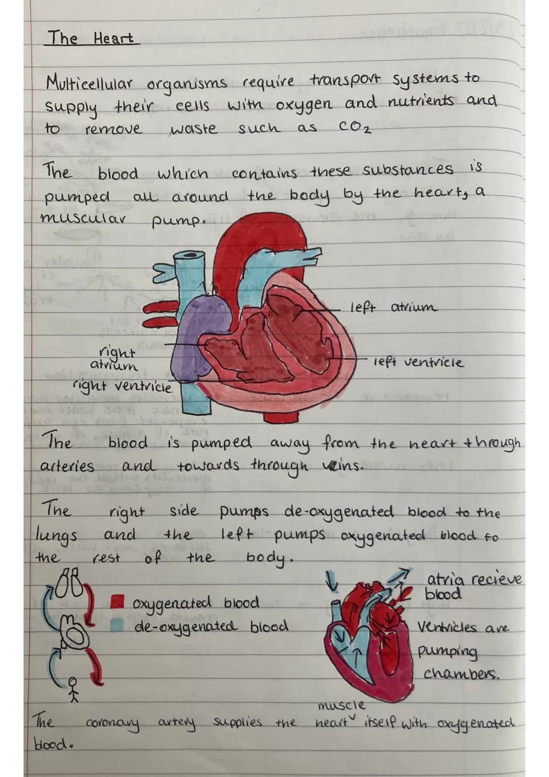 The Heart
Multicellular organisms require transport systems to
supply their
cells
with oxygen and nutrients and
to
waste
such
as
сог
The
pum