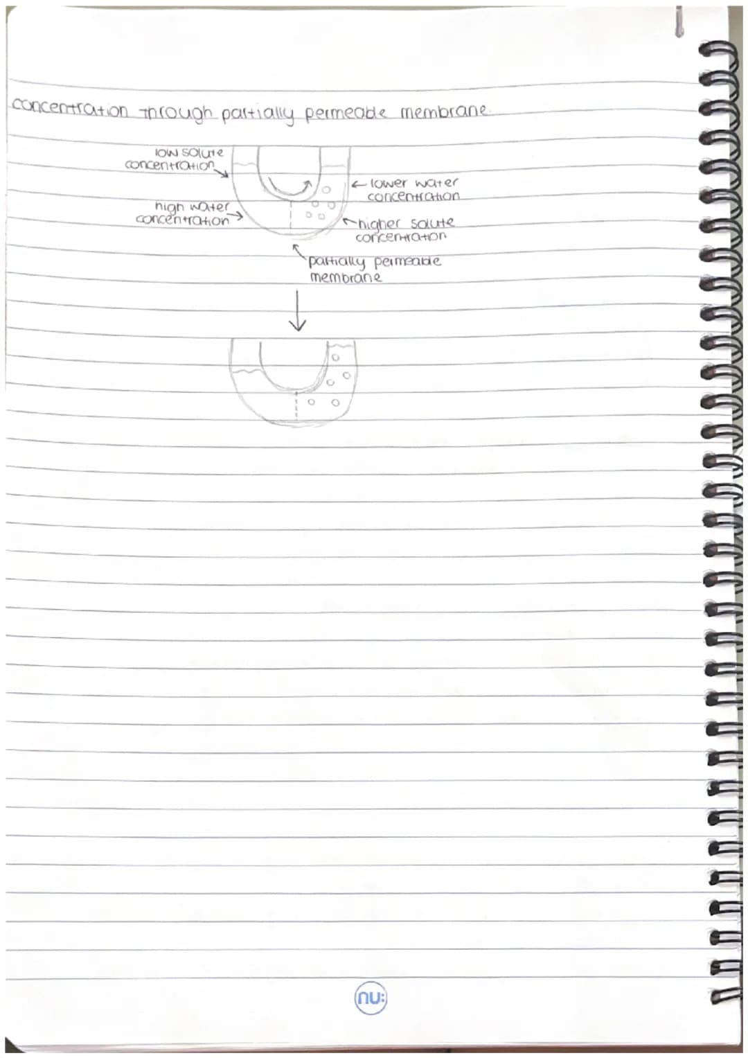 cells
biology key concepts.
nucleus-Stores genetic information
cell membrane-controls what enters and exits the cell
mitochondna- responsibl