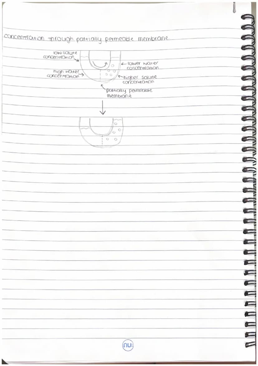 cells
biology key concepts.
nucleus-Stores genetic information
cell membrane-controls what enters and exits the cell
mitochondna- responsibl
