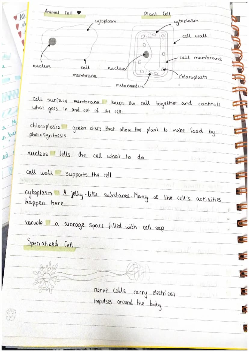 SCIENCE
Beaker U
test tube = V
:
gauze=
bunsen burner = hear
1.
xxxx
thermometer =
Density
g/cm ³
=
measuring cylinder.
tripod =
A
Conical f
