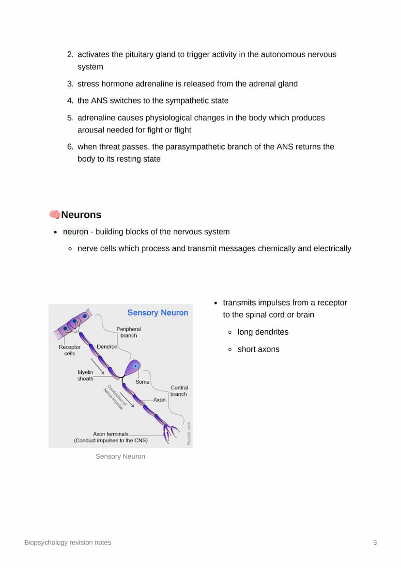 Biopsychology revision notes
●
The nervous system
human nervous system - a specialised network of cells making up our internal
communication