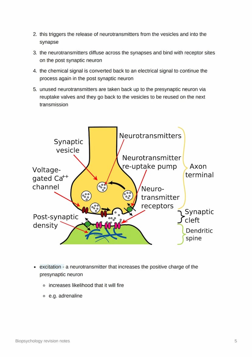 Biopsychology revision notes
●
The nervous system
human nervous system - a specialised network of cells making up our internal
communication