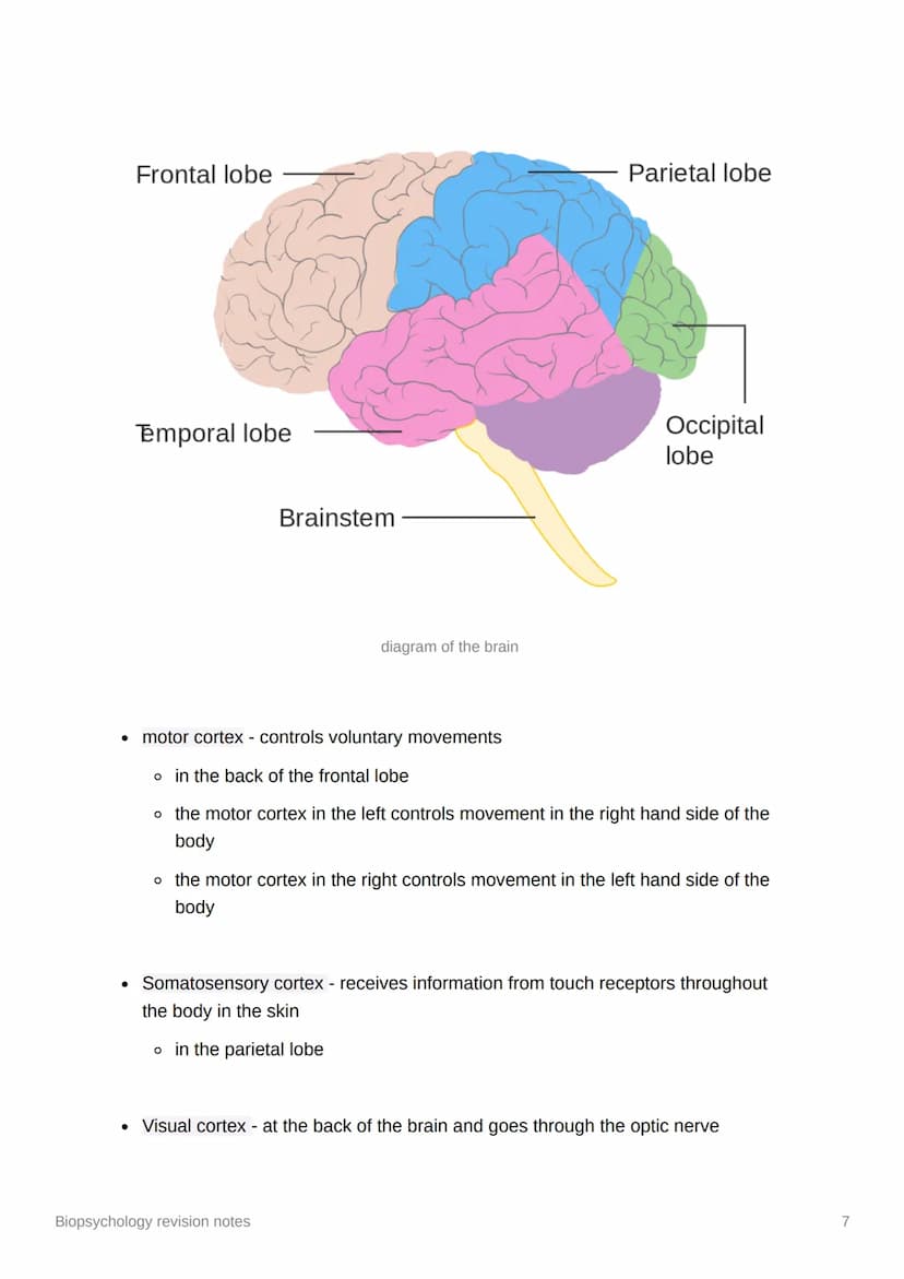 Biopsychology revision notes
●
The nervous system
human nervous system - a specialised network of cells making up our internal
communication