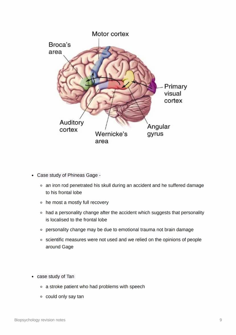 Biopsychology revision notes
●
The nervous system
human nervous system - a specialised network of cells making up our internal
communication