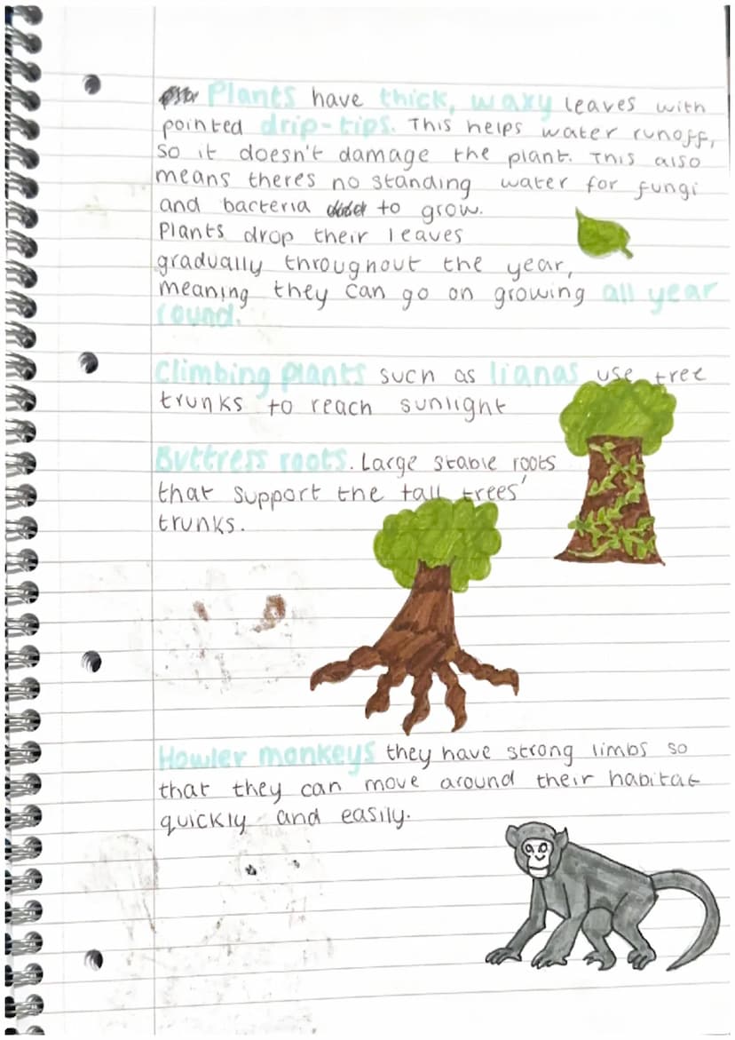 tropical rainforests y
sumate
are
-The climate is the same all year round-there
no definite seasons.
-It's hot (the temperature is generally