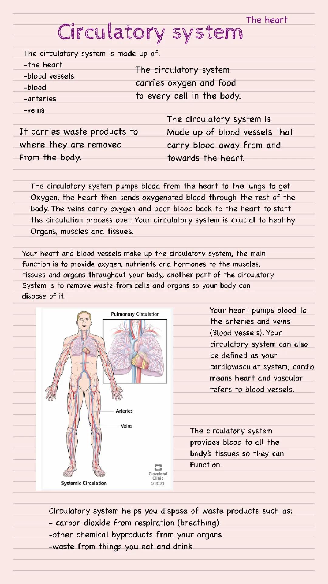 the circulatory system 