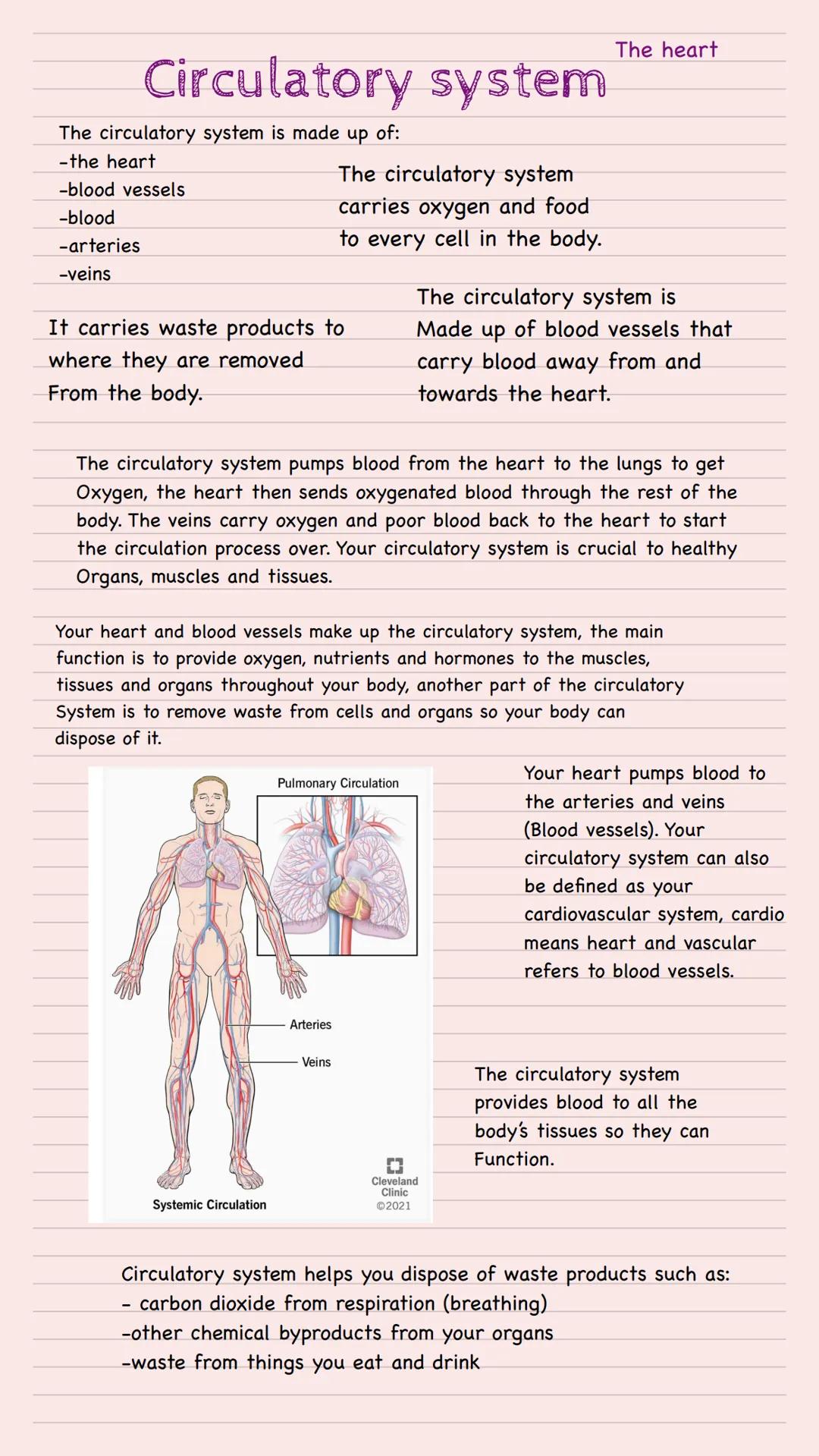 Circulatory system
The circulatory system is made up of:
-the heart
-blood vessels
-blood
-arteries
-veins
It carries waste products to
wher
