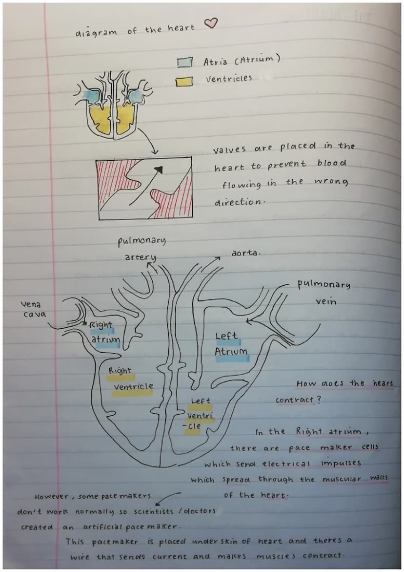 THE HEART
Circulatory system :
blood / heart / blood vessels.
Double circulatory system. de oxgyenated & oxgynate blood
(to and from heart)
