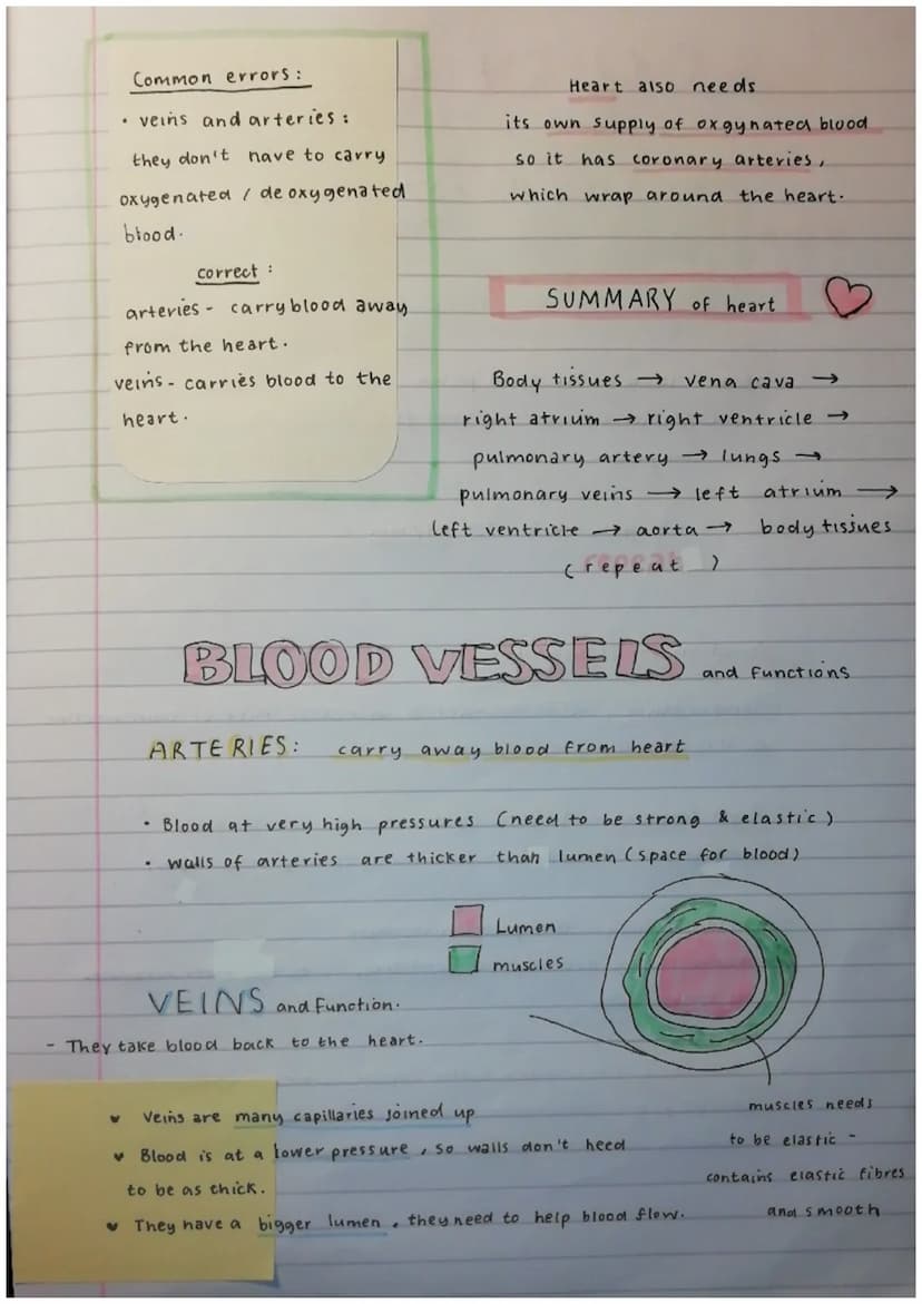 THE HEART
Circulatory system :
blood / heart / blood vessels.
Double circulatory system. de oxgyenated & oxgynate blood
(to and from heart)

