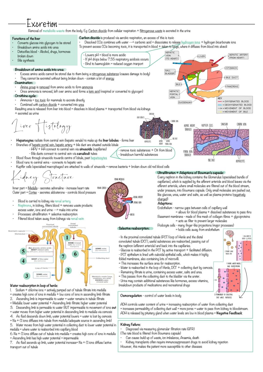 -Excretion.
Removal of metabolic waste from the body. Eg: Carbon dioxide from cellular respiration + Nitrogenous waste is excreted in the ur