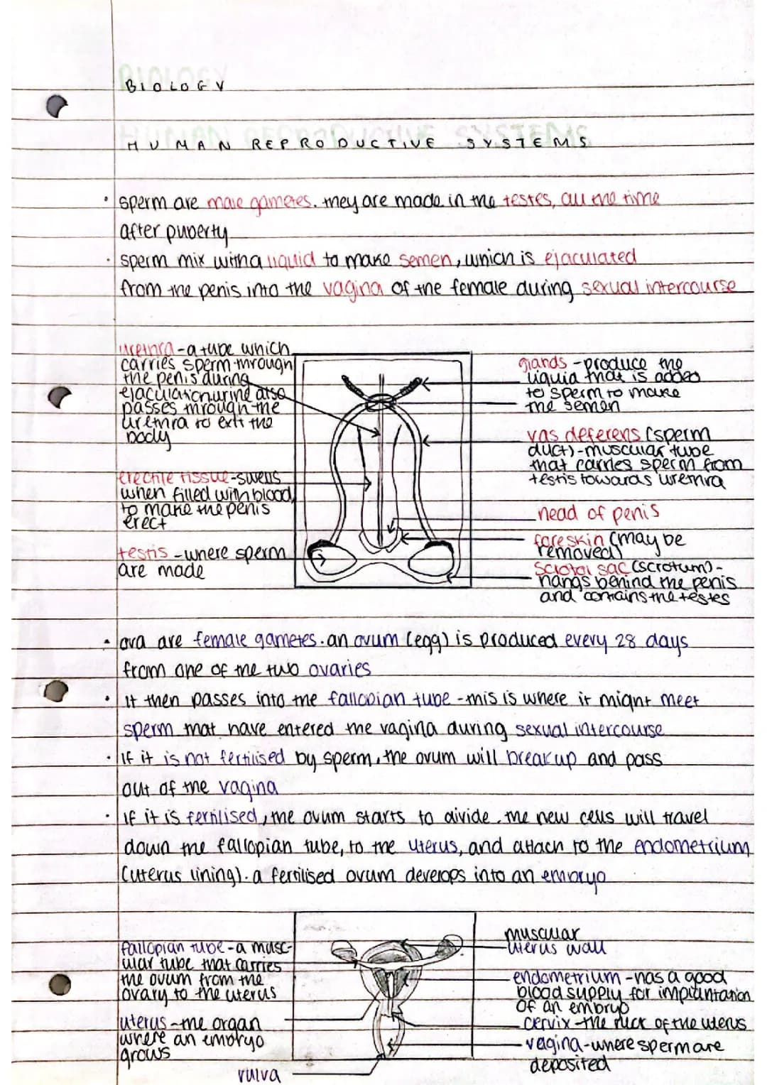 Human Reproductive System Diagrams: Male and Female Parts and Functions Explained