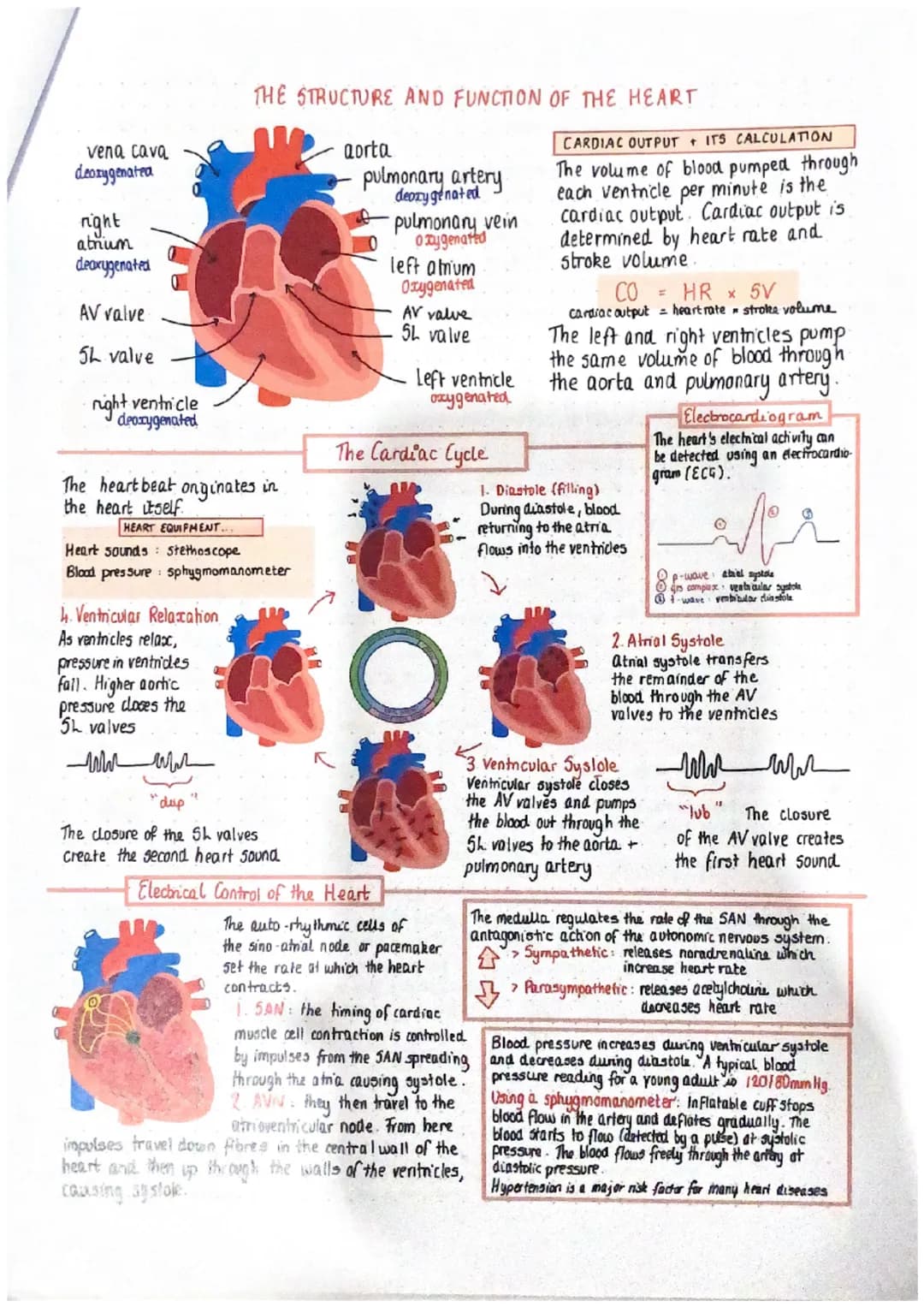 vena cava
deoxygenated
night
atrium
deaxygenated
AV valve
5L valve
right ventricle
deoxygenated
THE STRUCTURE AND FUNCTION OF THE HEART
The 