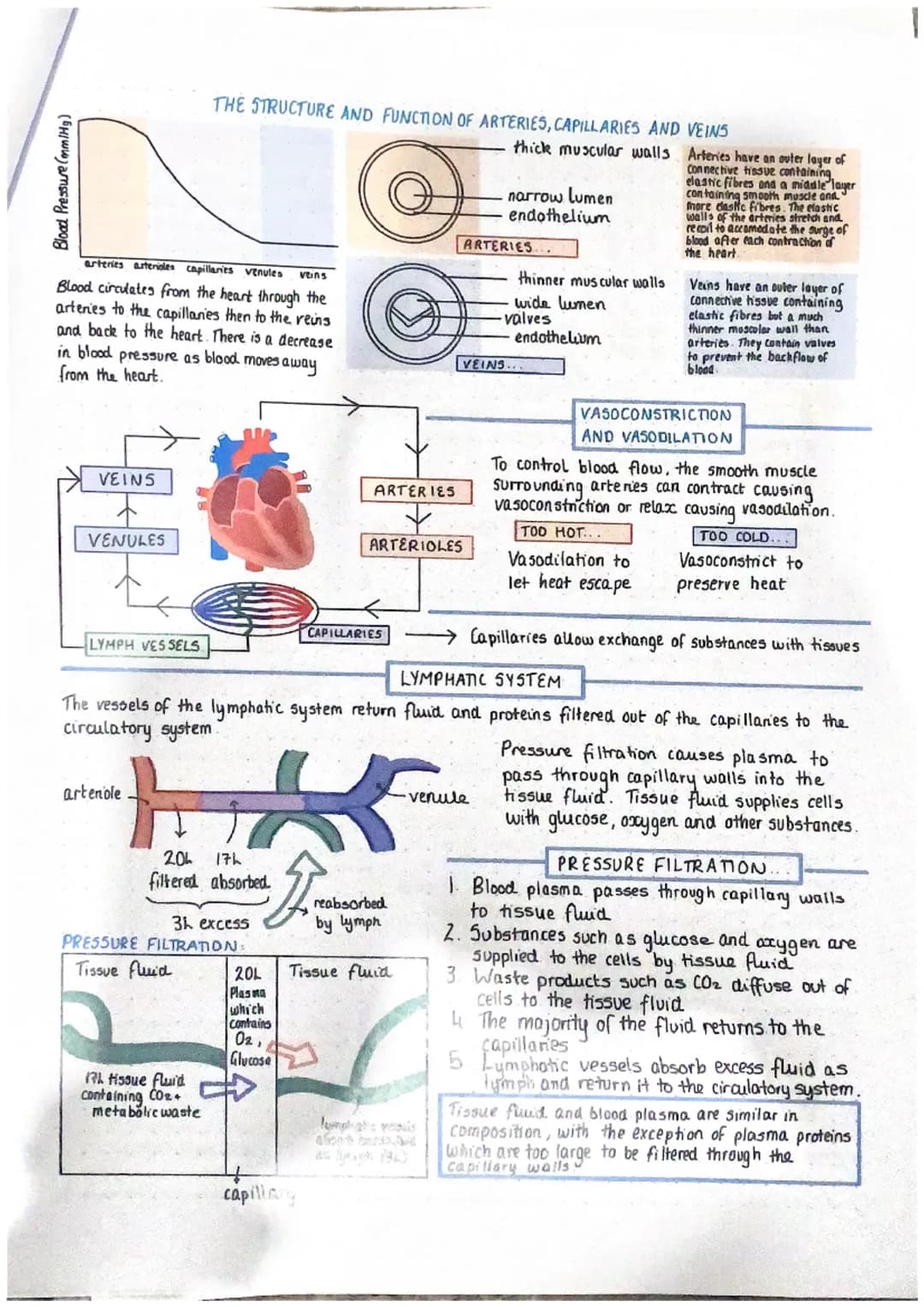 vena cava
deoxygenated
night
atrium
deaxygenated
AV valve
5L valve
right ventricle
deoxygenated
THE STRUCTURE AND FUNCTION OF THE HEART
The 
