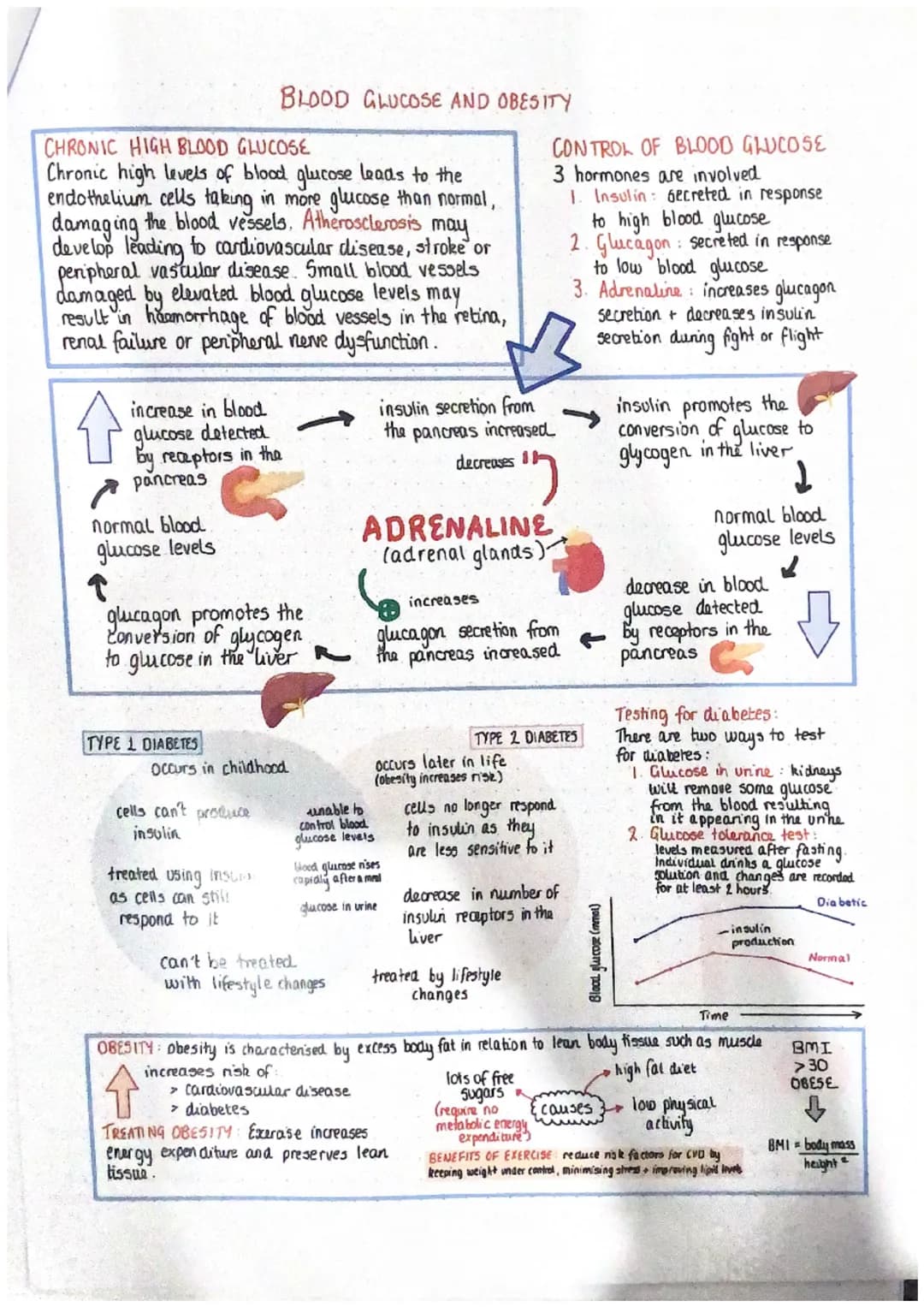 vena cava
deoxygenated
night
atrium
deaxygenated
AV valve
5L valve
right ventricle
deoxygenated
THE STRUCTURE AND FUNCTION OF THE HEART
The 