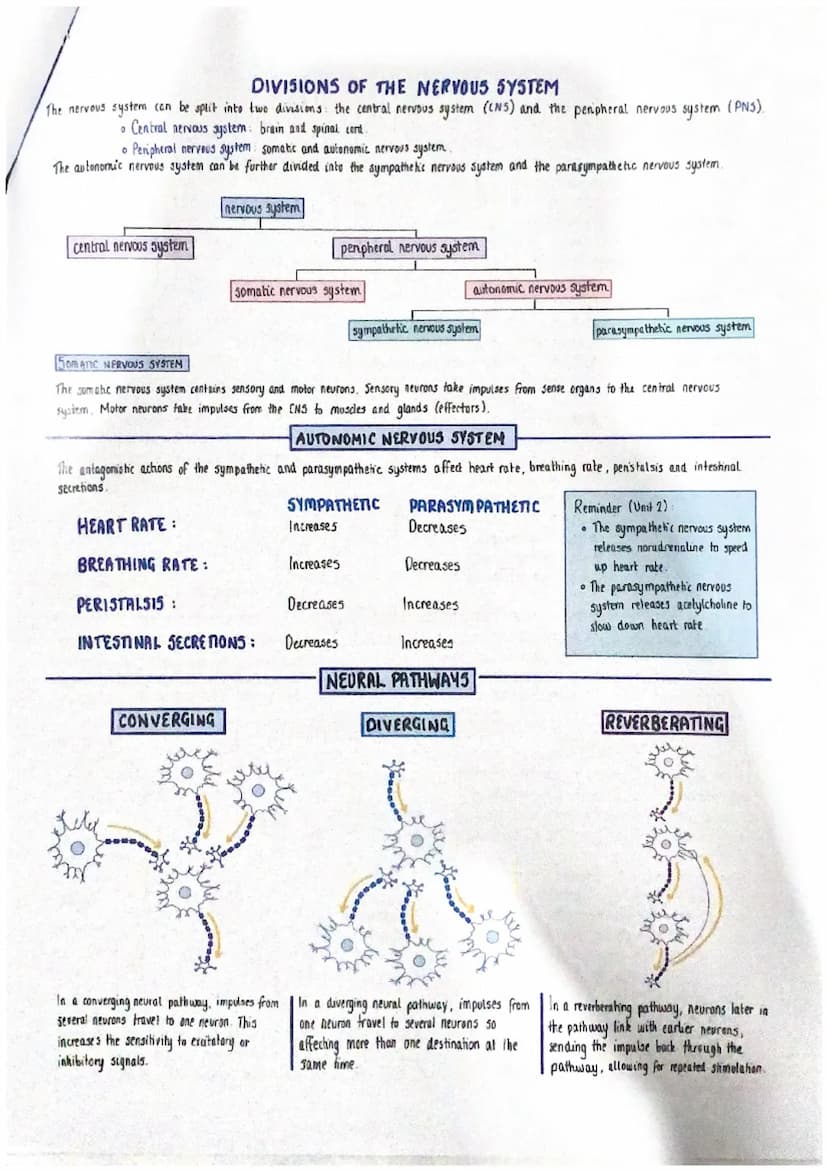 vena cava
deoxygenated
night
atrium
deaxygenated
AV valve
5L valve
right ventricle
deoxygenated
THE STRUCTURE AND FUNCTION OF THE HEART
The 