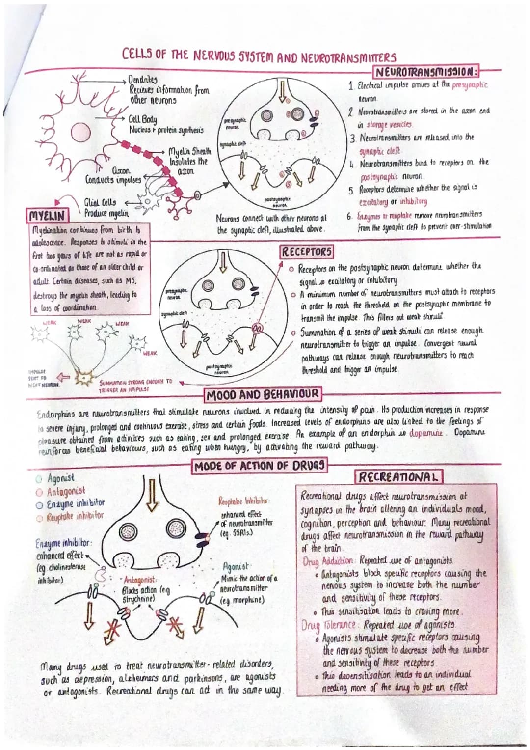 vena cava
deoxygenated
night
atrium
deaxygenated
AV valve
5L valve
right ventricle
deoxygenated
THE STRUCTURE AND FUNCTION OF THE HEART
The 