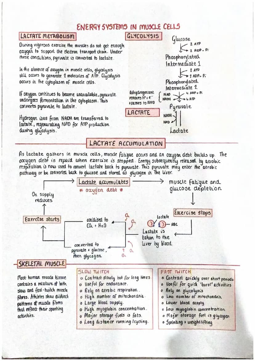vena cava
deoxygenated
night
atrium
deaxygenated
AV valve
5L valve
right ventricle
deoxygenated
THE STRUCTURE AND FUNCTION OF THE HEART
The 