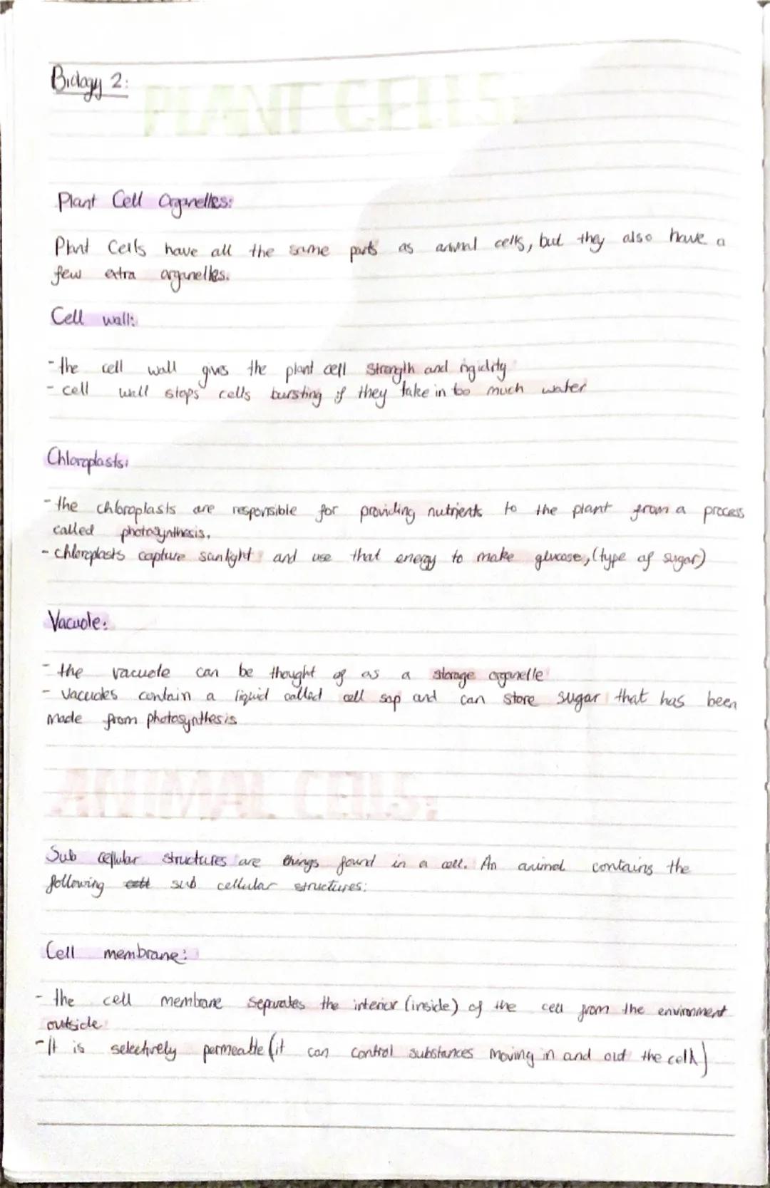 Animal and plant cells - description