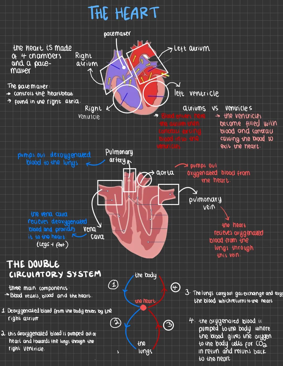 the heart is made
Of 4 chambers
and a pace-
maker
The pacemaker:
THE HEART
Right
atrium
Controls the heartbeat
→ found in the right atria.
R