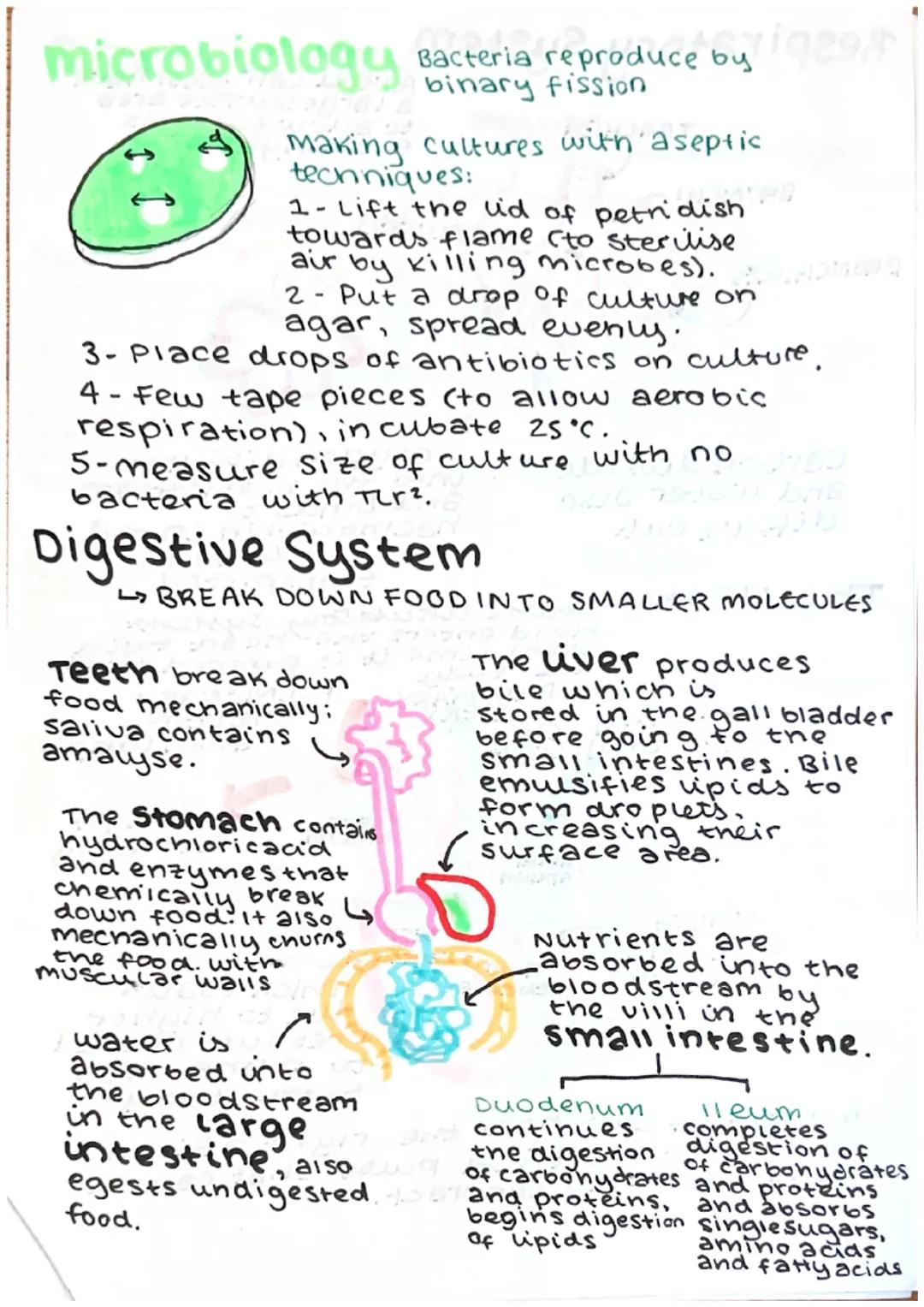 # microbiology
Bacteria reproduce b
binary fission

making cultures with aseptic
techniques:
1-Lift the lid of petridish
towards flame (to s