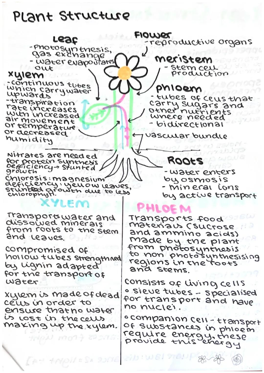 # microbiology
Bacteria reproduce b
binary fission

making cultures with aseptic
techniques:
1-Lift the lid of petridish
towards flame (to s