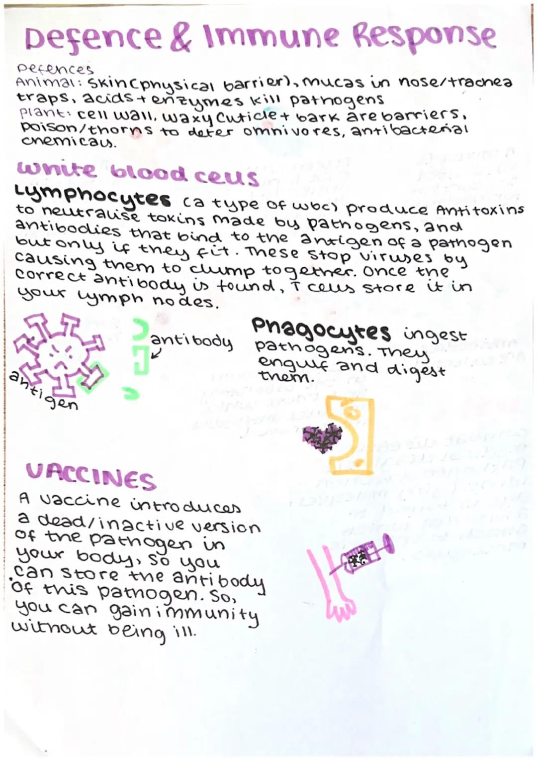# microbiology
Bacteria reproduce b
binary fission

making cultures with aseptic
techniques:
1-Lift the lid of petridish
towards flame (to s