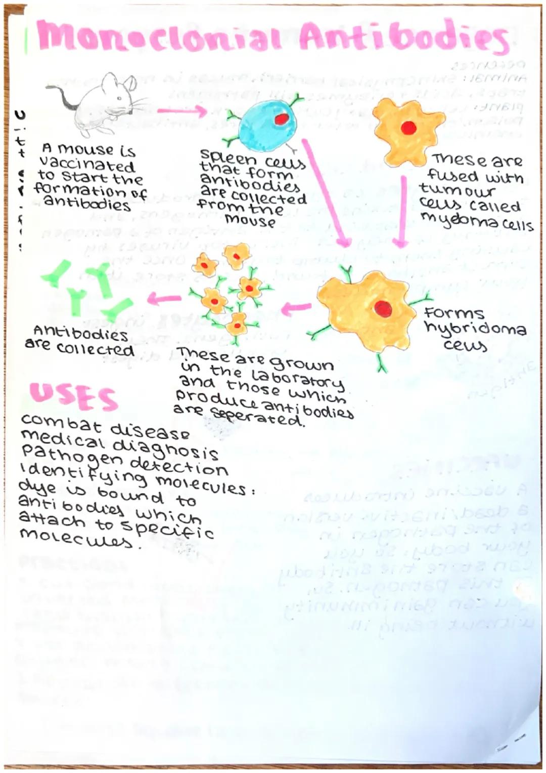 # microbiology
Bacteria reproduce b
binary fission

making cultures with aseptic
techniques:
1-Lift the lid of petridish
towards flame (to s