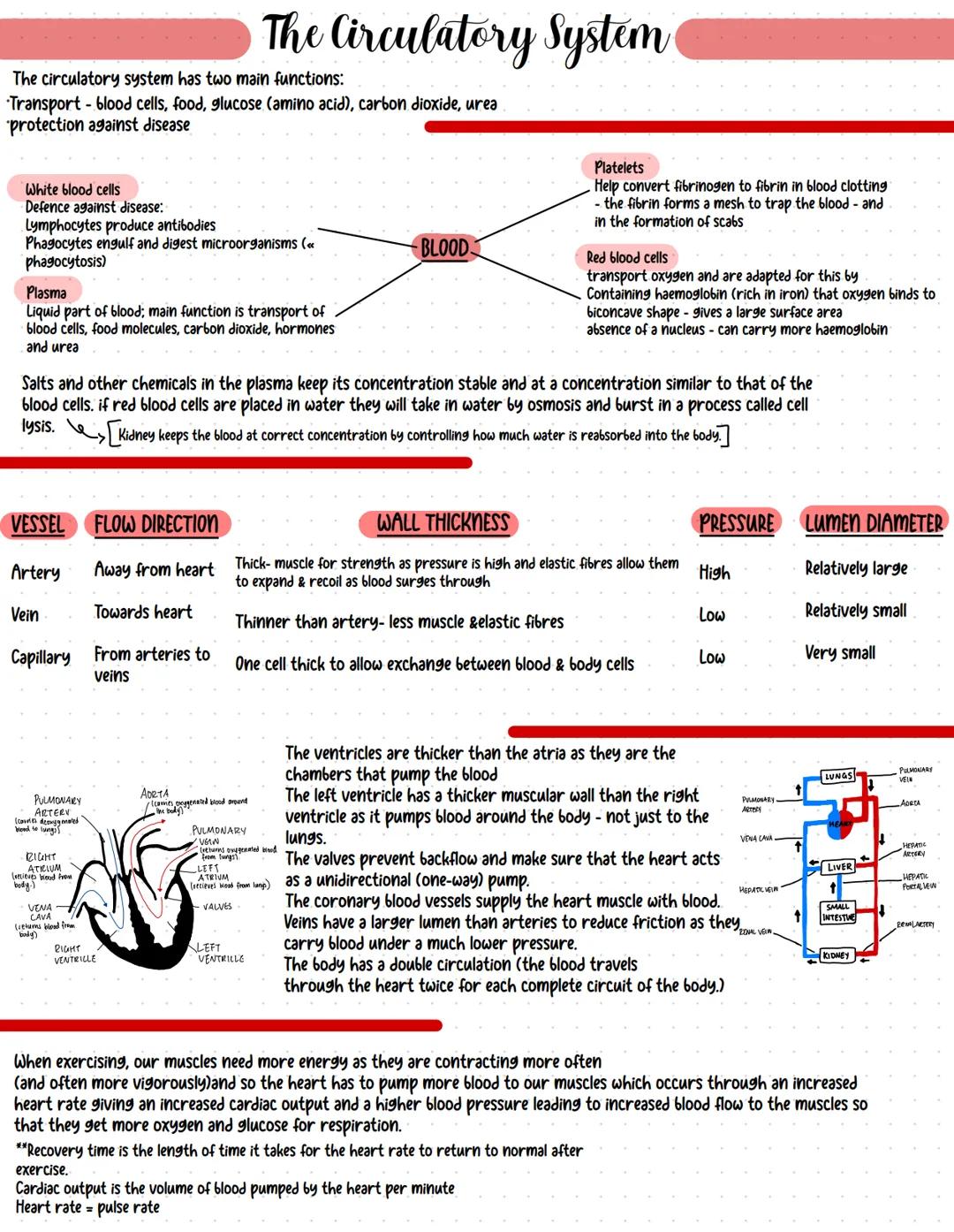 Fun and Easy Circulatory System Facts for GCSE and A Level