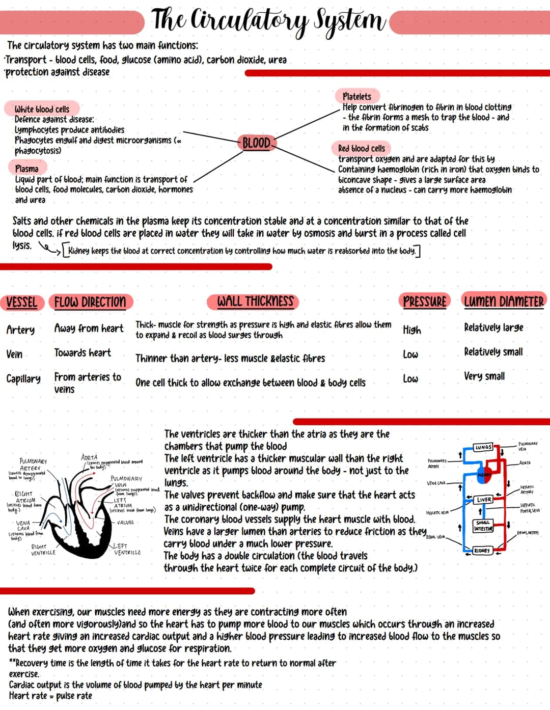 
<p>The circulatory system plays an essential role in the human body and has two main functions: transport and protection against disease. T