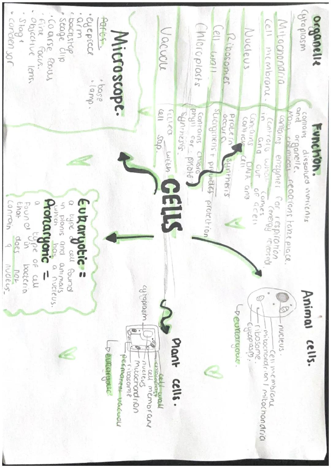 y7 science, biology, cell revision notes