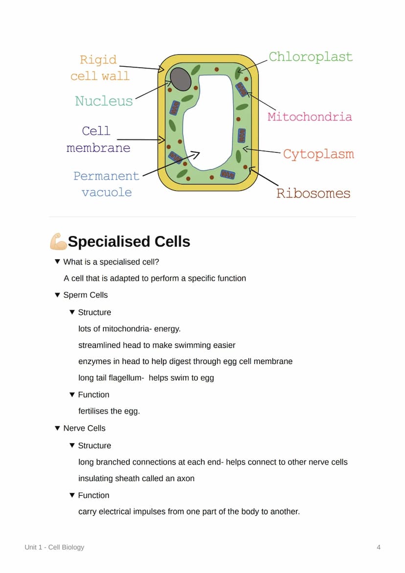 Unit 1-Cell Biology
Eukaryotic Cells and Organelles
▾ What is a eukaryotic cell?
a cell that contains its genetic material in a nucleus
What