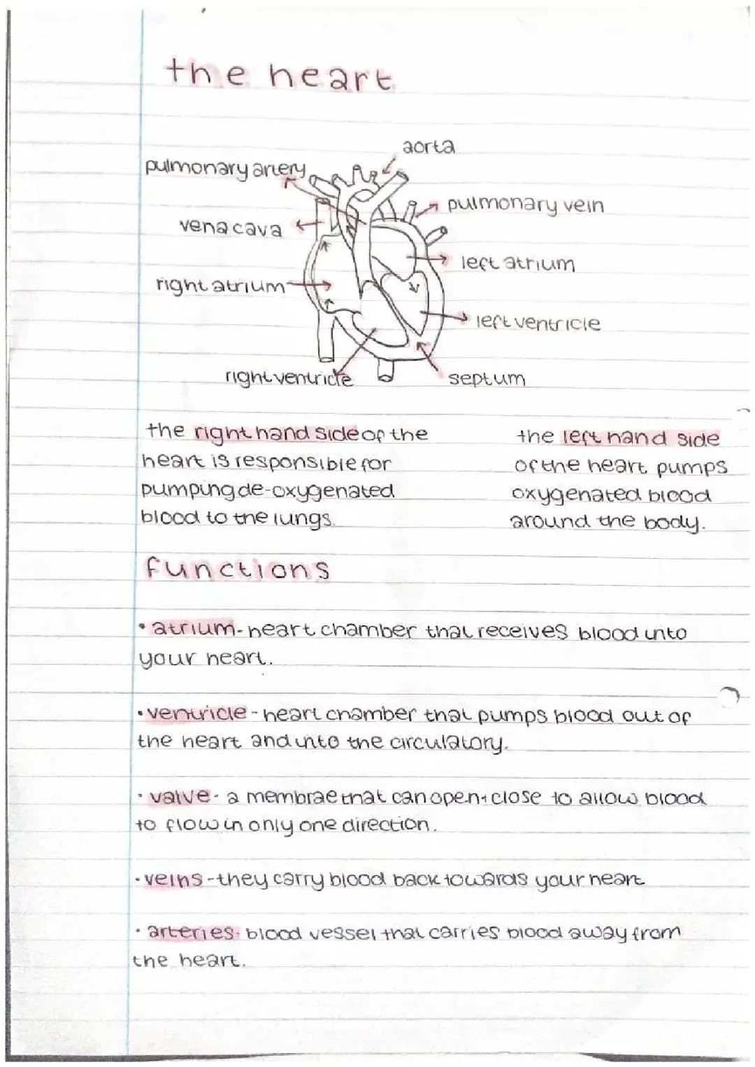 The heart