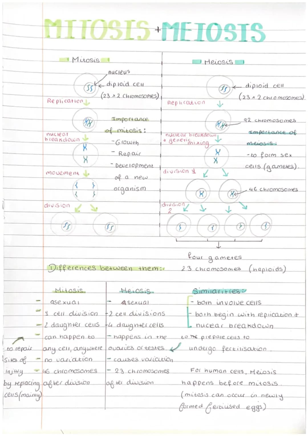 MITOSIS +MEIOSIS
Mitosis
nucleus
diploid cell
(23 x 2 Chromosomes),
Importance.
Replication
88
nuclear
breakdown
8
-
movement
X
of mitosis:
