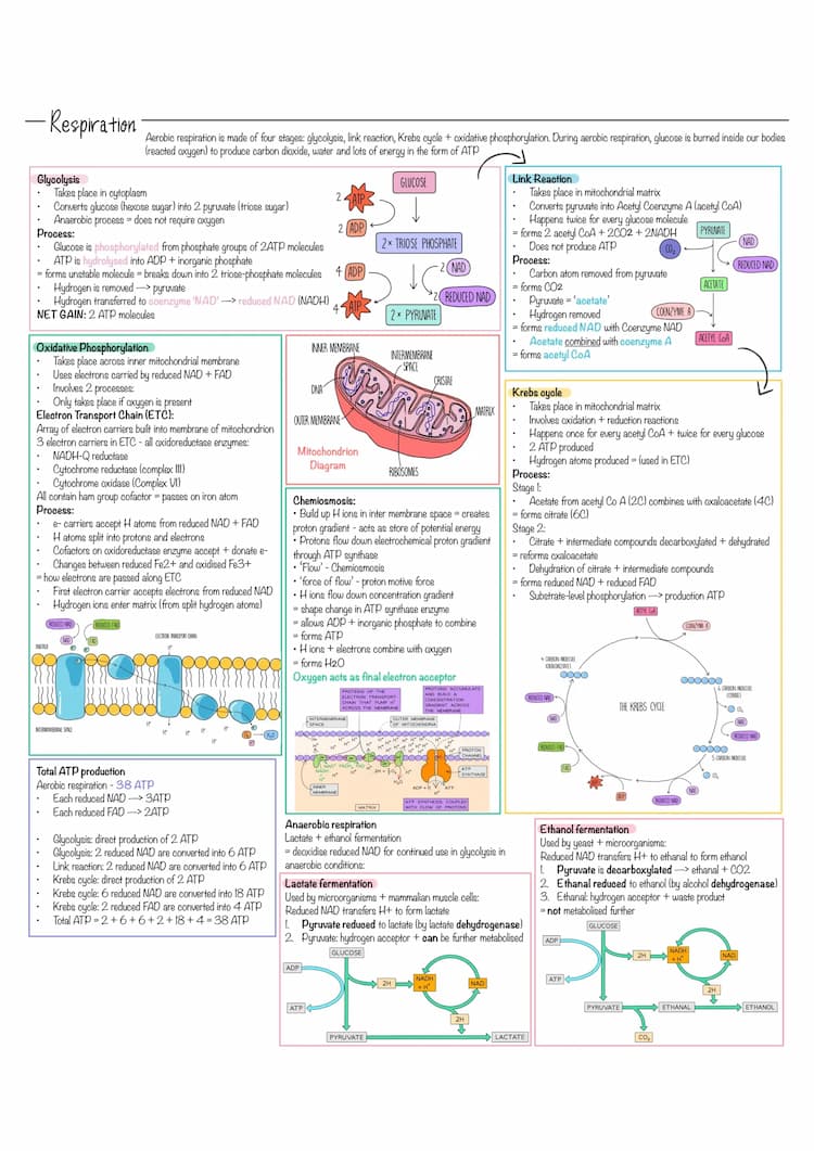 Know Biology Respiration Revision Notes thumbnail