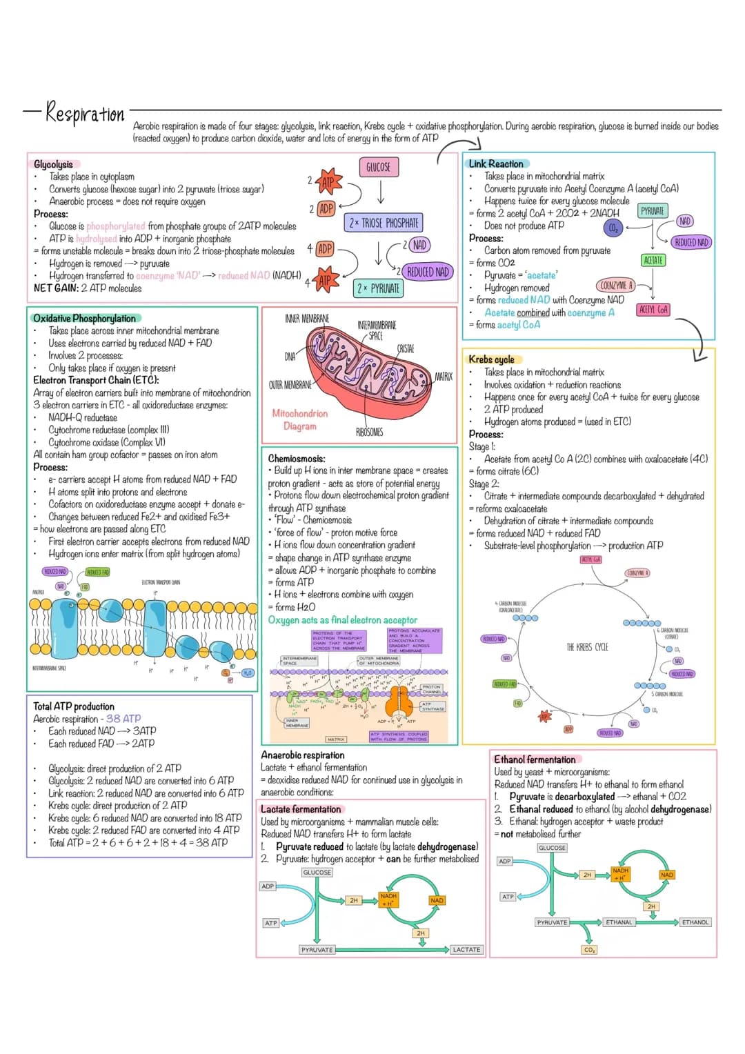 Biology Respiration Revision Notes