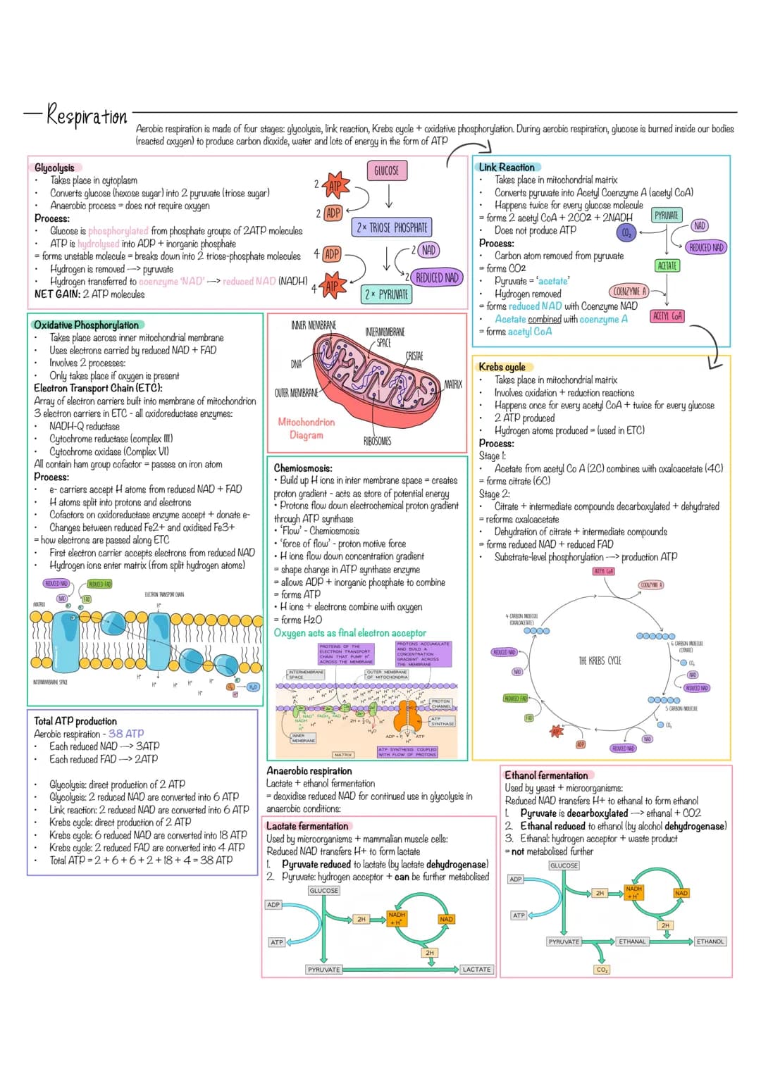 - Respiration
Glycolysis
Process:
Glucose is phosphorylated from phosphate groups of 2ATP molecules
ATP is hydrolysed into ADP + inorganic p