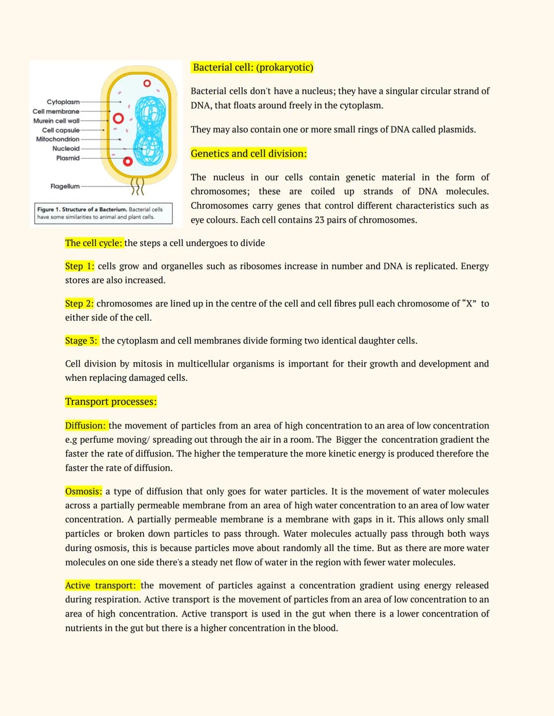 Mia haridy- GCSE revision
Year 11
BIOLOGY
Notes
Cell biology:
Cells can either be prokaryotic or eukaryotic. Eukaryotic cells are found in a