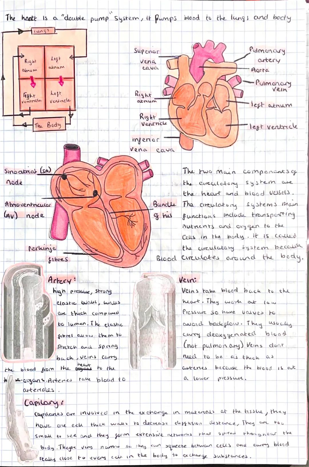 f
CARDIOVASCULAR
SYSTEM The heart is a "double pump System, it pumps blood to the lungs and bodky.
llungs
Right
abrum
годат
ventricle
the
Le