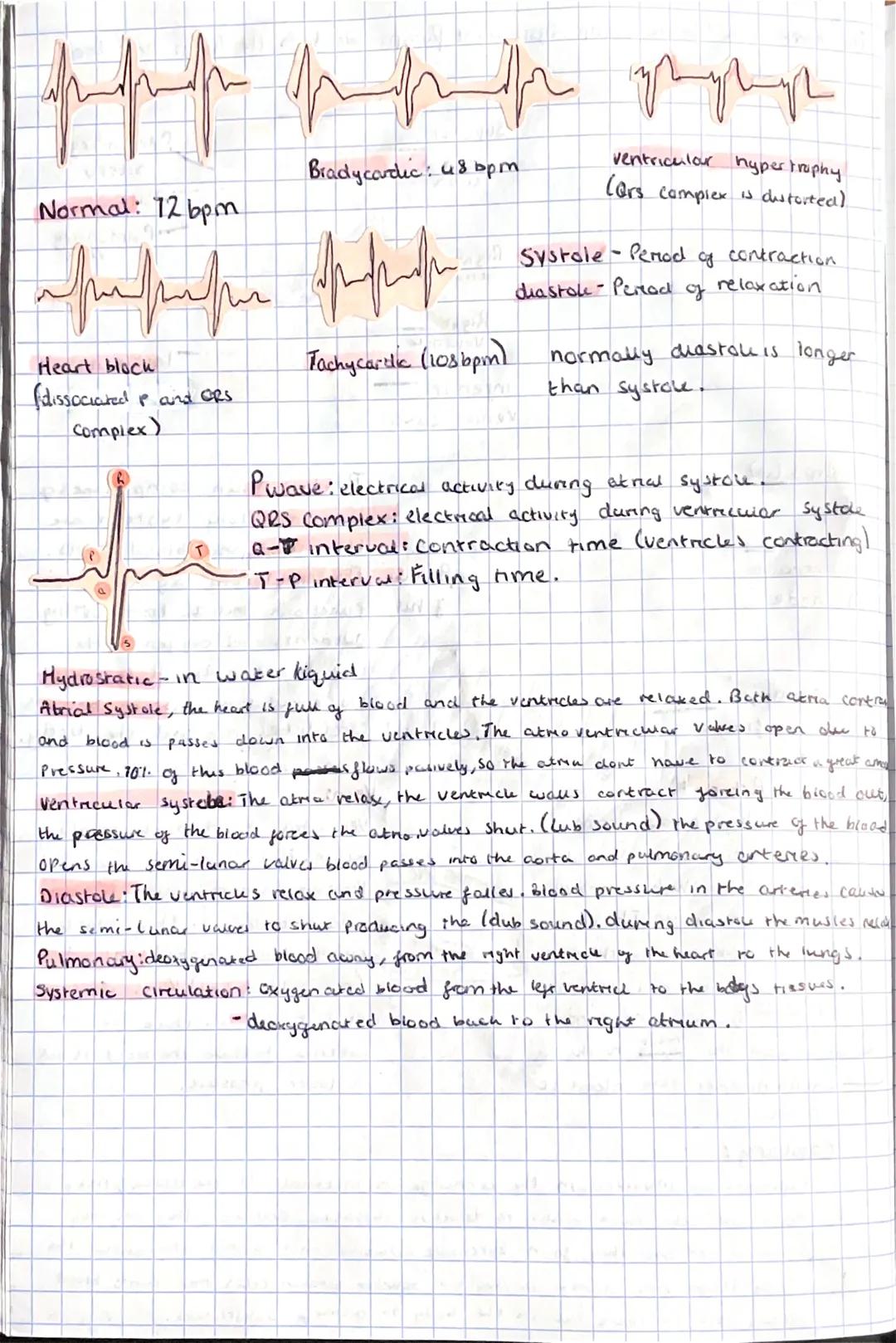 f
CARDIOVASCULAR
SYSTEM The heart is a "double pump System, it pumps blood to the lungs and bodky.
llungs
Right
abrum
годат
ventricle
the
Le