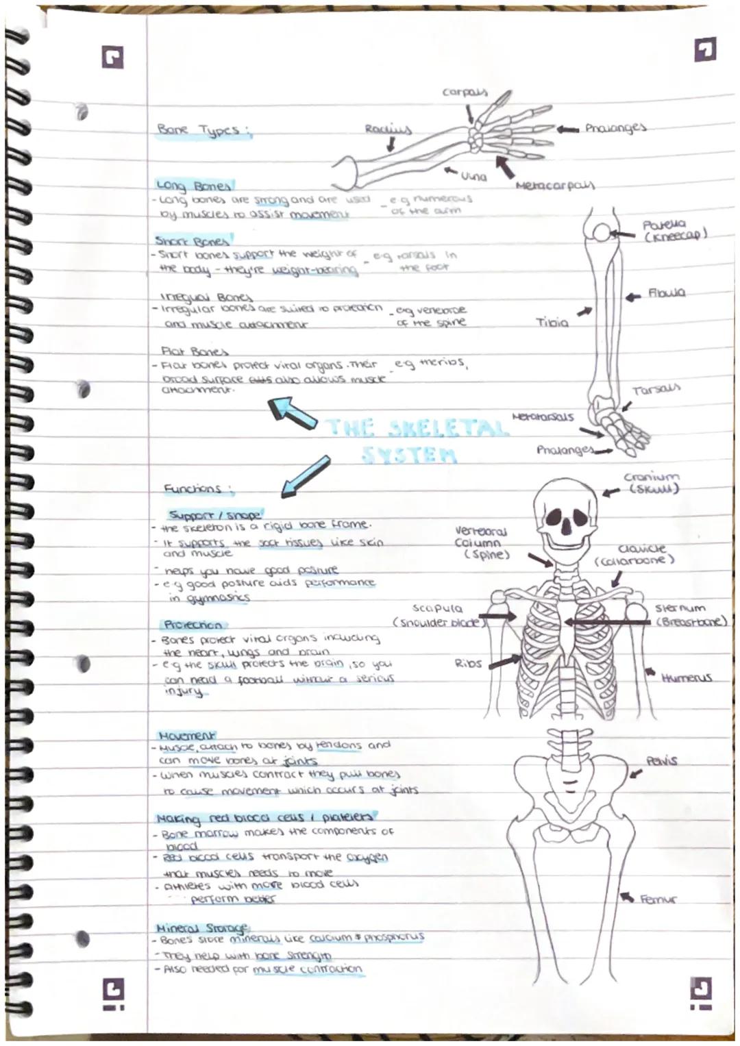 Bane Types

Long Bones

Corpais

Roctius

-Long bones are strong and are used
by muscles to assist mo

Short Bones

Snort bones support the 