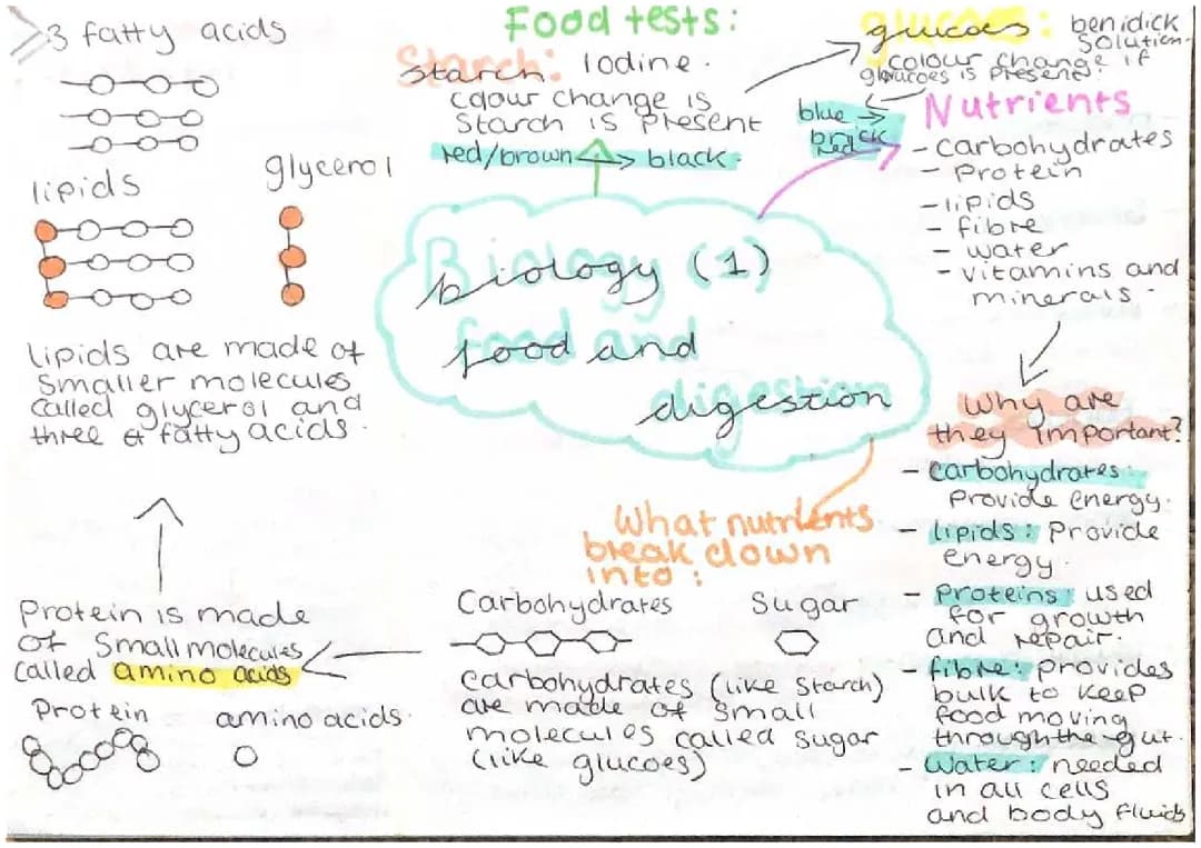 Year 8 Biology - Cool Food Digestion and Enzyme Fun! 📚