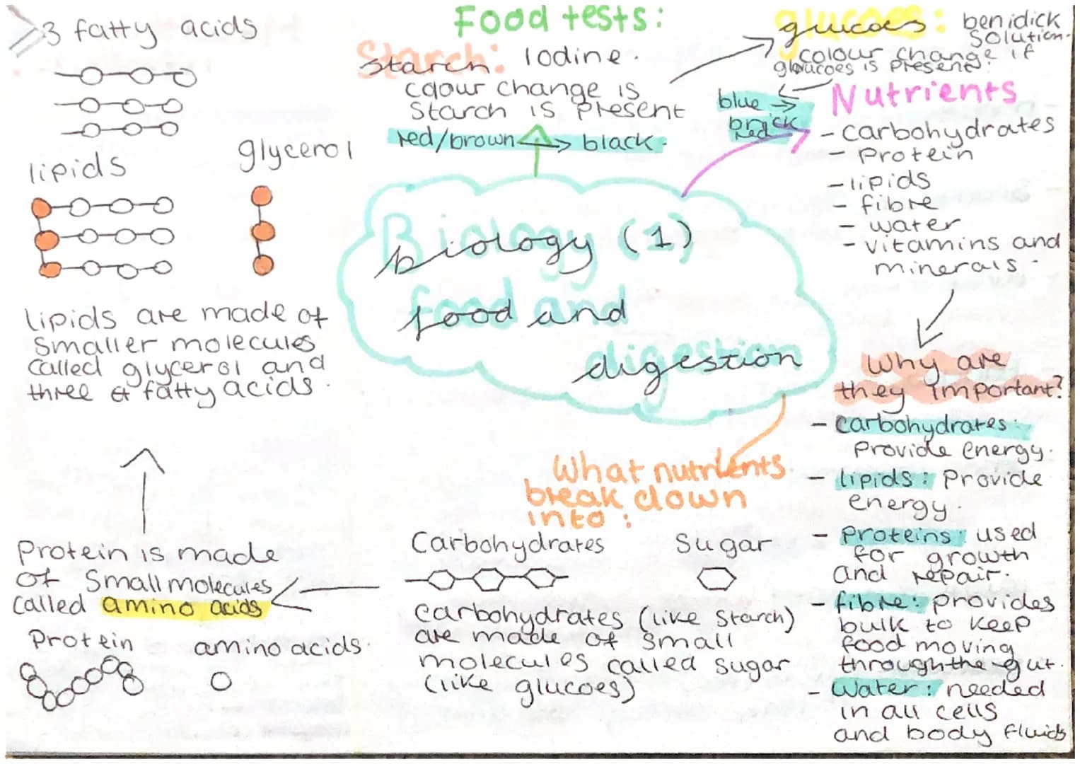 Food tests:
Starch: lodine.
caour change is
Starch is present
glycerol red/brown 4> black-
$3 fatty acids
lipids
lipids are made of
Smaller 