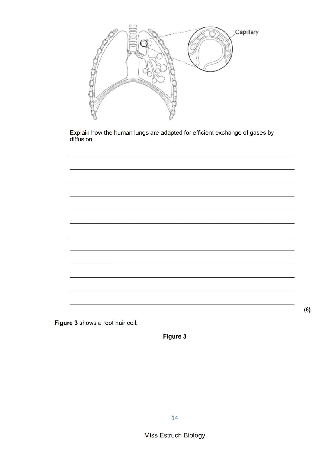 Exams 2022
GCSE Biology Higher Tier Paper 1
156 marks
miss
ESTRUCH
BIOLOGY
1
Miss Estruch Biology Q1.
This question is about cells.
(a) Figu