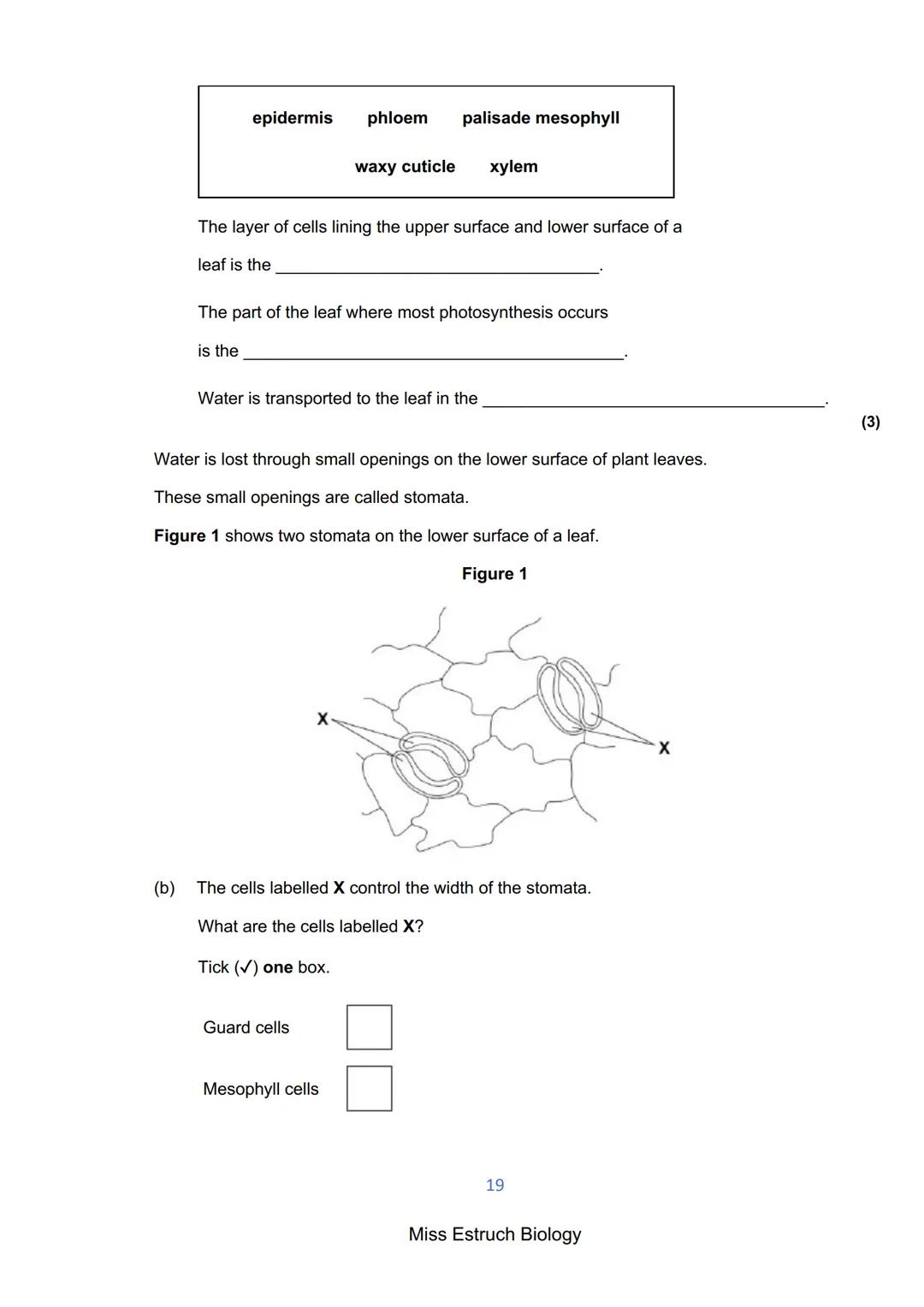 Exams 2022
GCSE Biology Higher Tier Paper 1
156 marks
miss
ESTRUCH
BIOLOGY
1
Miss Estruch Biology Q1.
This question is about cells.
(a) Figu