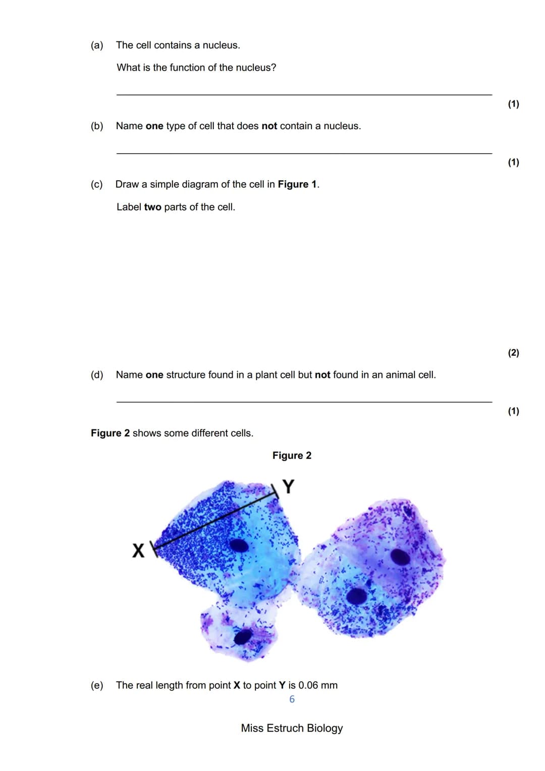 Exams 2022
GCSE Biology Higher Tier Paper 1
156 marks
miss
ESTRUCH
BIOLOGY
1
Miss Estruch Biology Q1.
This question is about cells.
(a) Figu