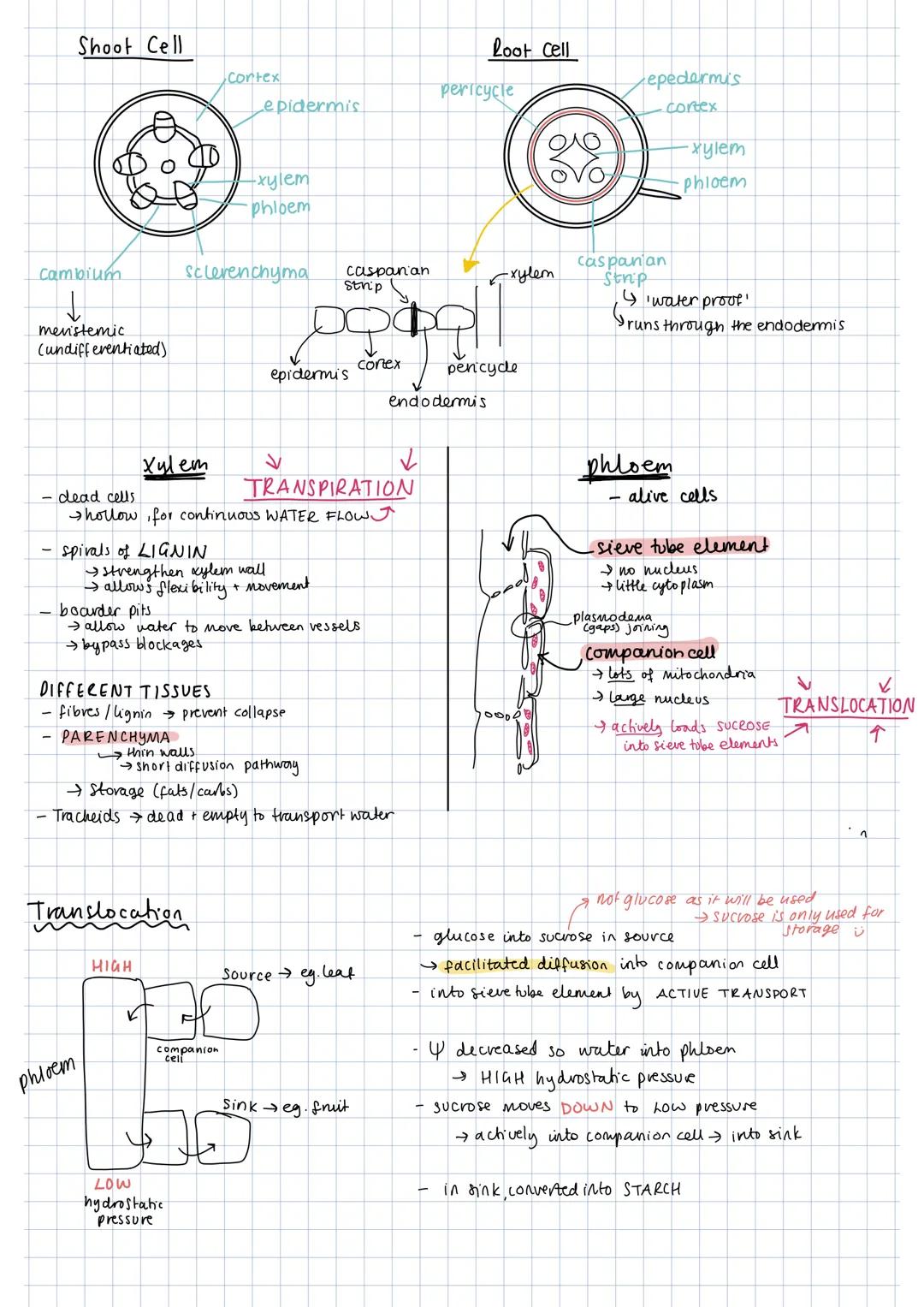 Shoot Cell
Cambium
↓
meristemic
(undifferentiated)
spirals of LIGNIN
boarder pits.
phloem,
Schevenchyma
Cortex
strengthen xylem wall
→ allow