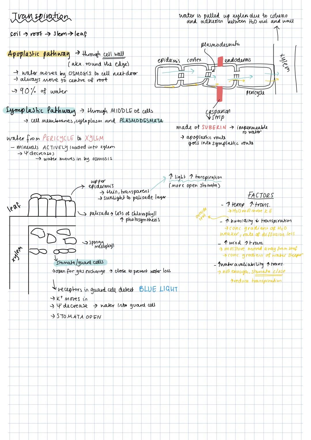 Shoot Cell
Cambium
↓
meristemic
(undifferentiated)
spirals of LIGNIN
boarder pits.
phloem,
Schevenchyma
Cortex
strengthen xylem wall
→ allow
