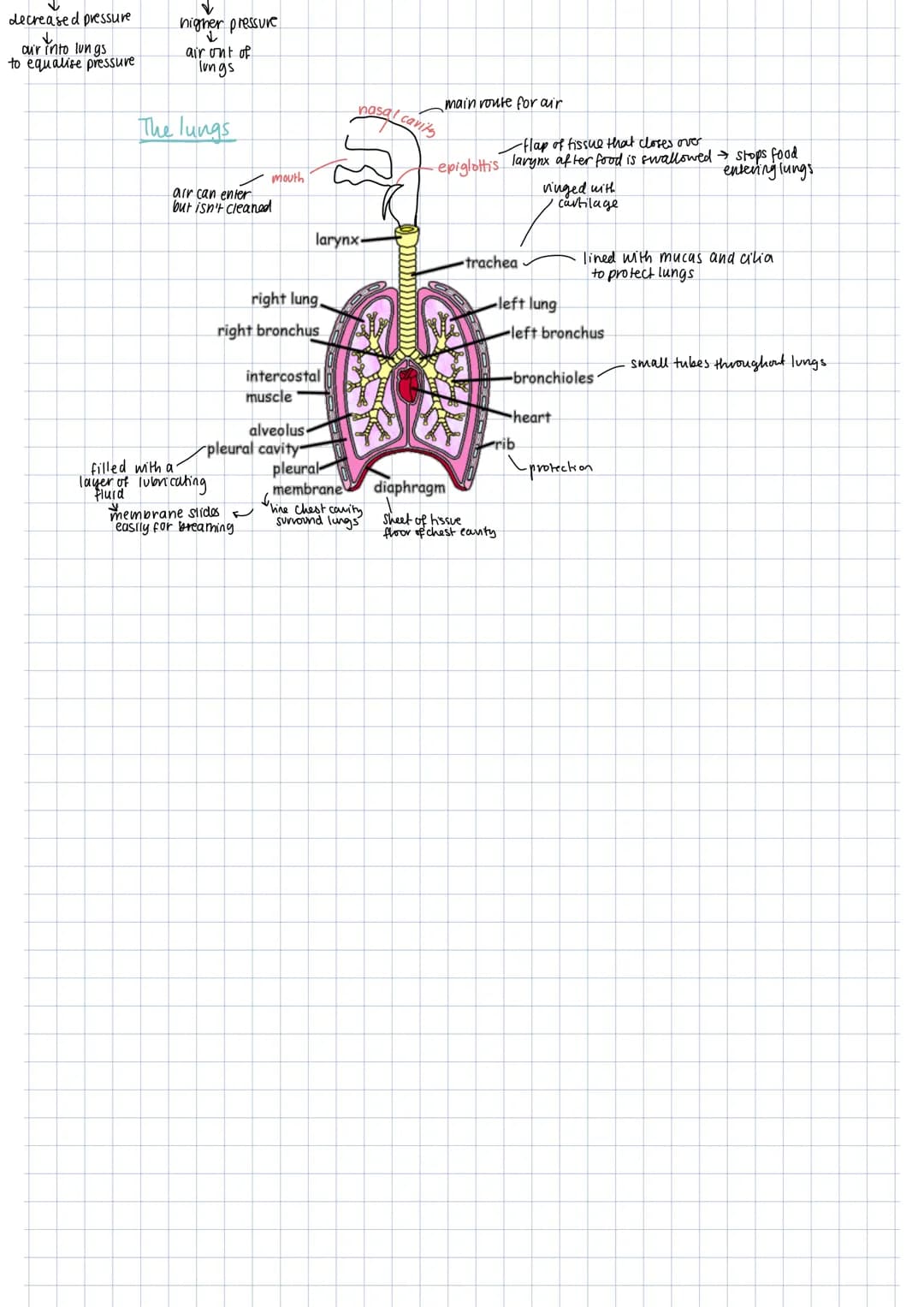 Insects
Spiracles- like stomata
along thorax and abdomen.
Sentry/exit of gases
→ can open and close.
Trachae
largest tubes → air into body
S